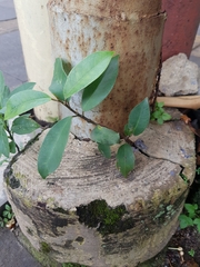 Ficus microcarpa