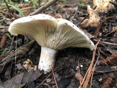 Russula