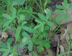 Trifolium leucanthum