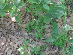 Trifolium leucanthum