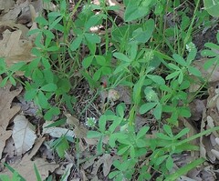 Trifolium leucanthum