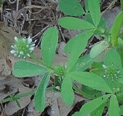 Trifolium leucanthum