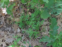 Trifolium leucanthum