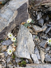 Stellaria alaskana