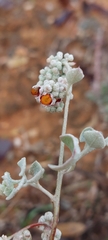 Chenopodium curvispicatum