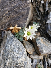 Stellaria alaskana