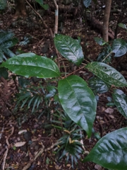 Syzygium hodgkinsoniae