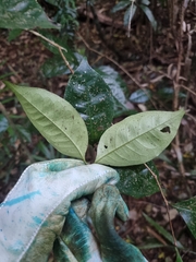 Syzygium hodgkinsoniae