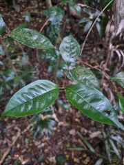 Syzygium hodgkinsoniae