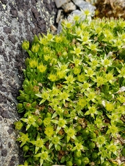 Stellaria dicranoides