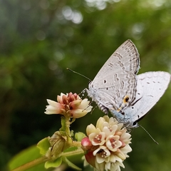 Sinthusa chandrana