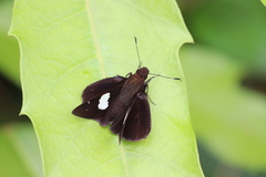 Notocrypta feisthamelii