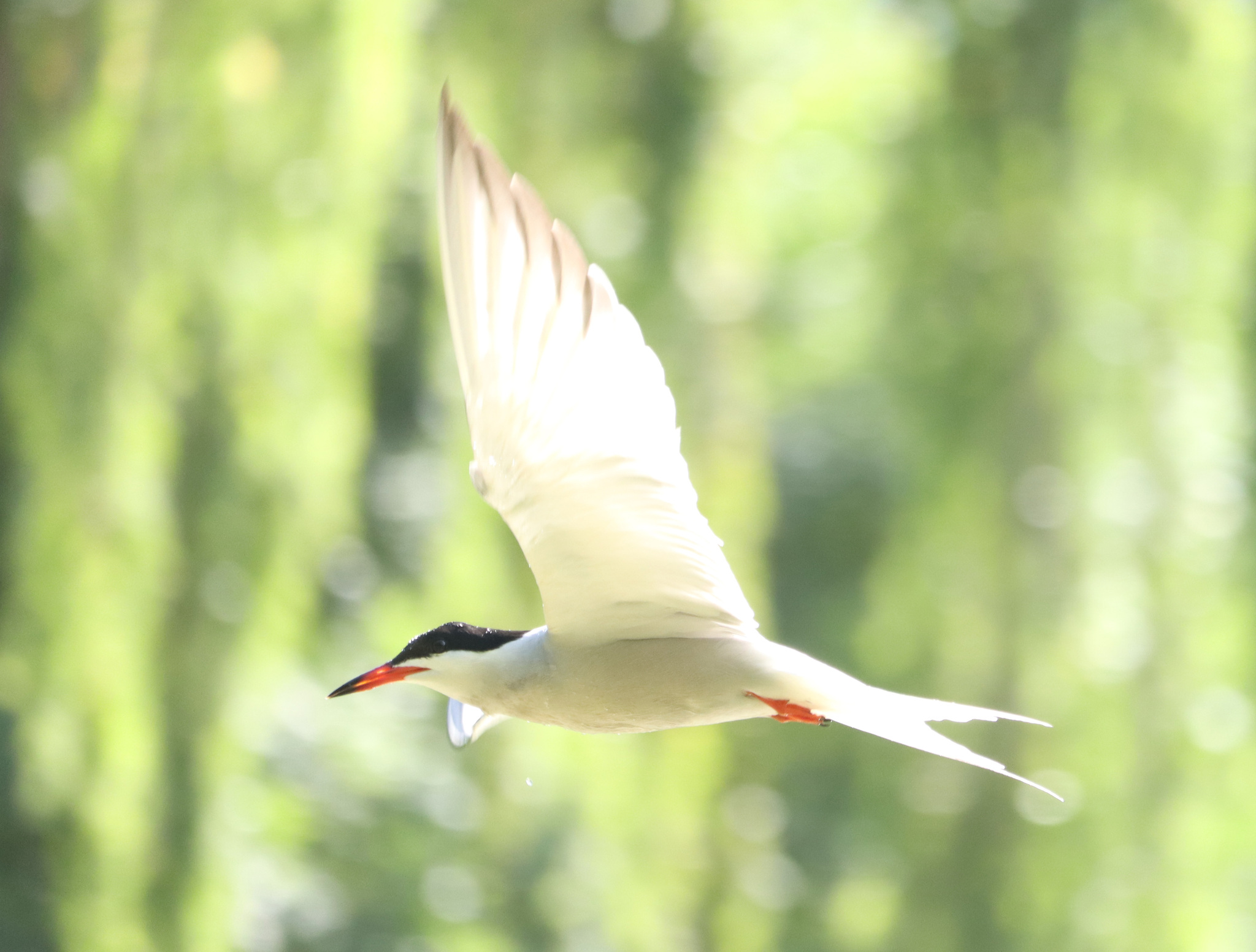 Common Tern