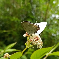 Sinthusa chandrana