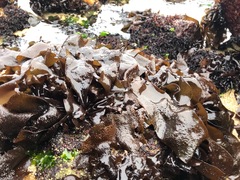 Mazzaella laminarioides