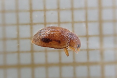 Rhyzobius chrysomeloides