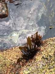 Mazzaella laminarioides