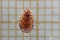 Rhyzobius chrysomeloides
