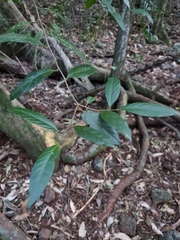 Alangium villosum