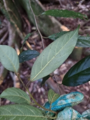 Alangium villosum