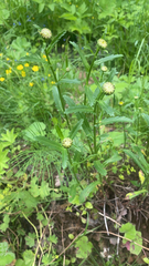 Leucanthemum vulgare