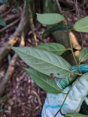 Alangium villosum