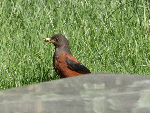 Chestnut Thrush (Turdus rubrocanus), photo 10