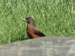 Turdus rubrocanus
