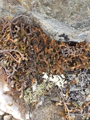 Selaginella sibirica