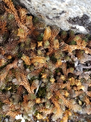 Selaginella sibirica