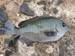 Girella punctata