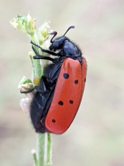 Hycleus scutellatus