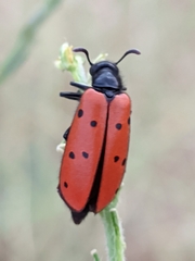 Hycleus scutellatus