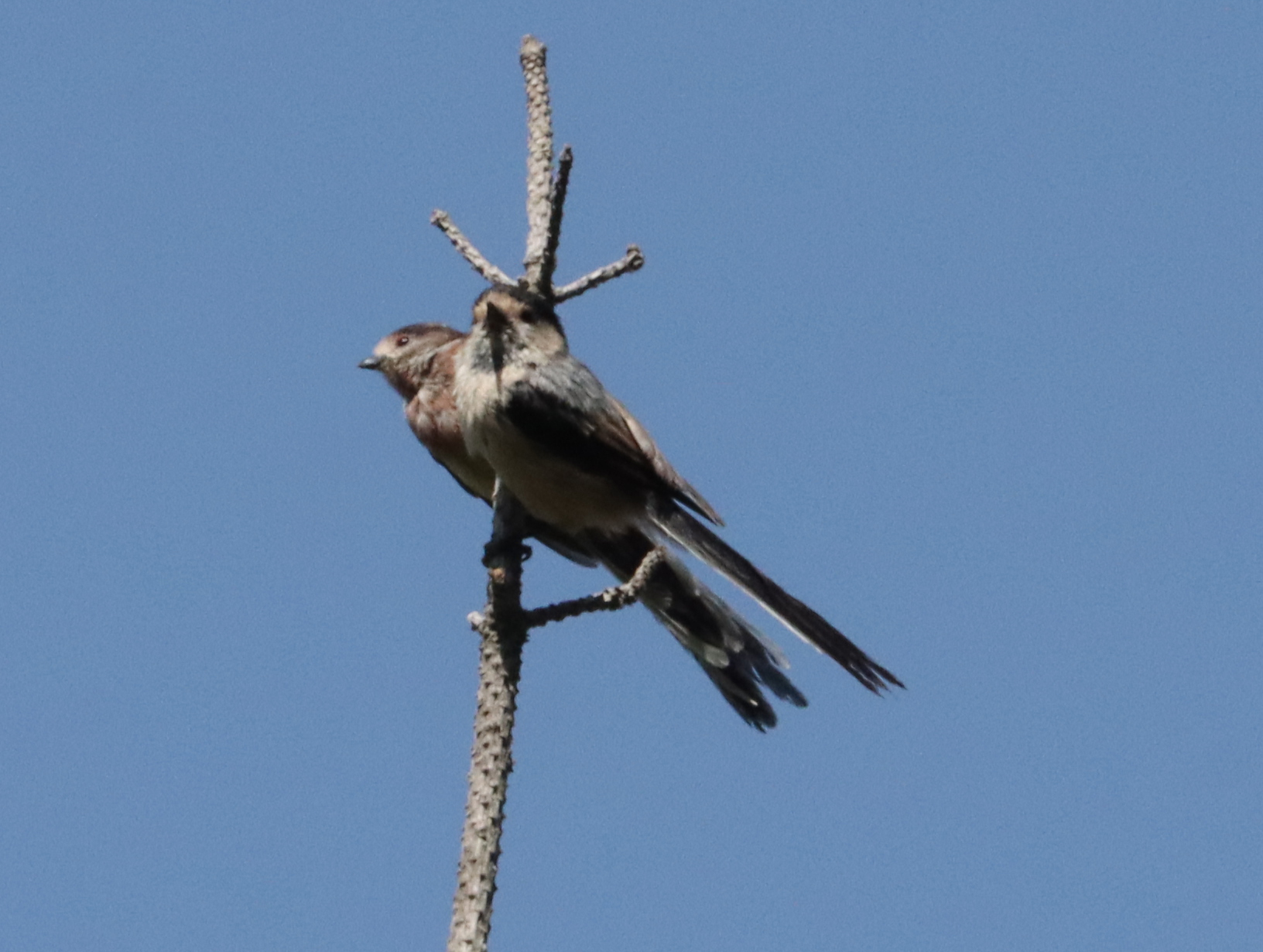 Silver-throated Bushtit