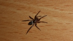Gnaphosidae