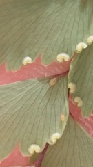 Micromyzella filicis