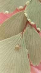 Micromyzella filicis