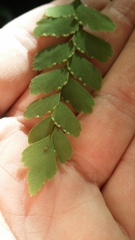 Micromyzella filicis