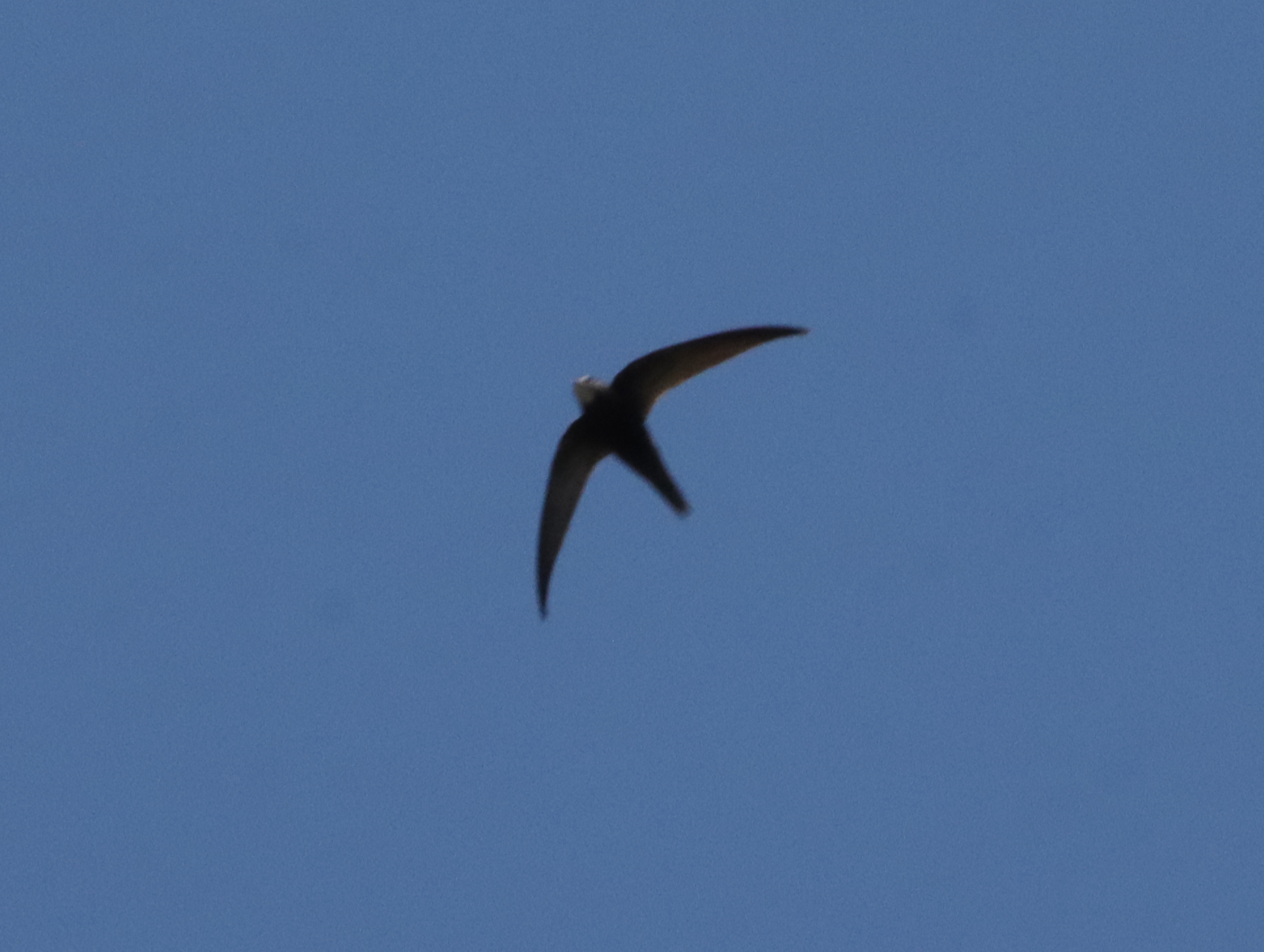 Common Swift