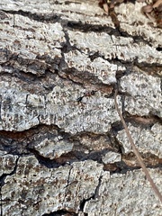 Tetraponera rufonigra