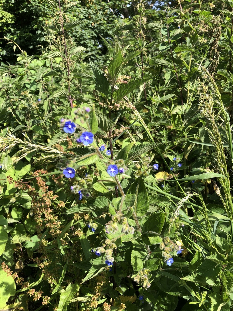 Green from East Devon AONB, Sidmouth, England, GB on June 16