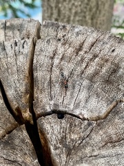 Tetraponera rufonigra