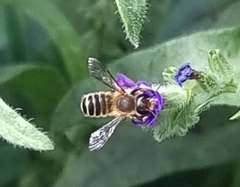 Megachile ericetorum
