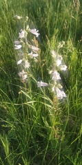 Penstemon gracilis