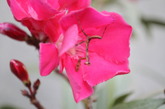 Hierodula tenuidentata