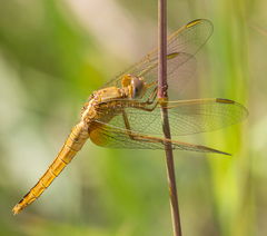 Crocothemis erythraea