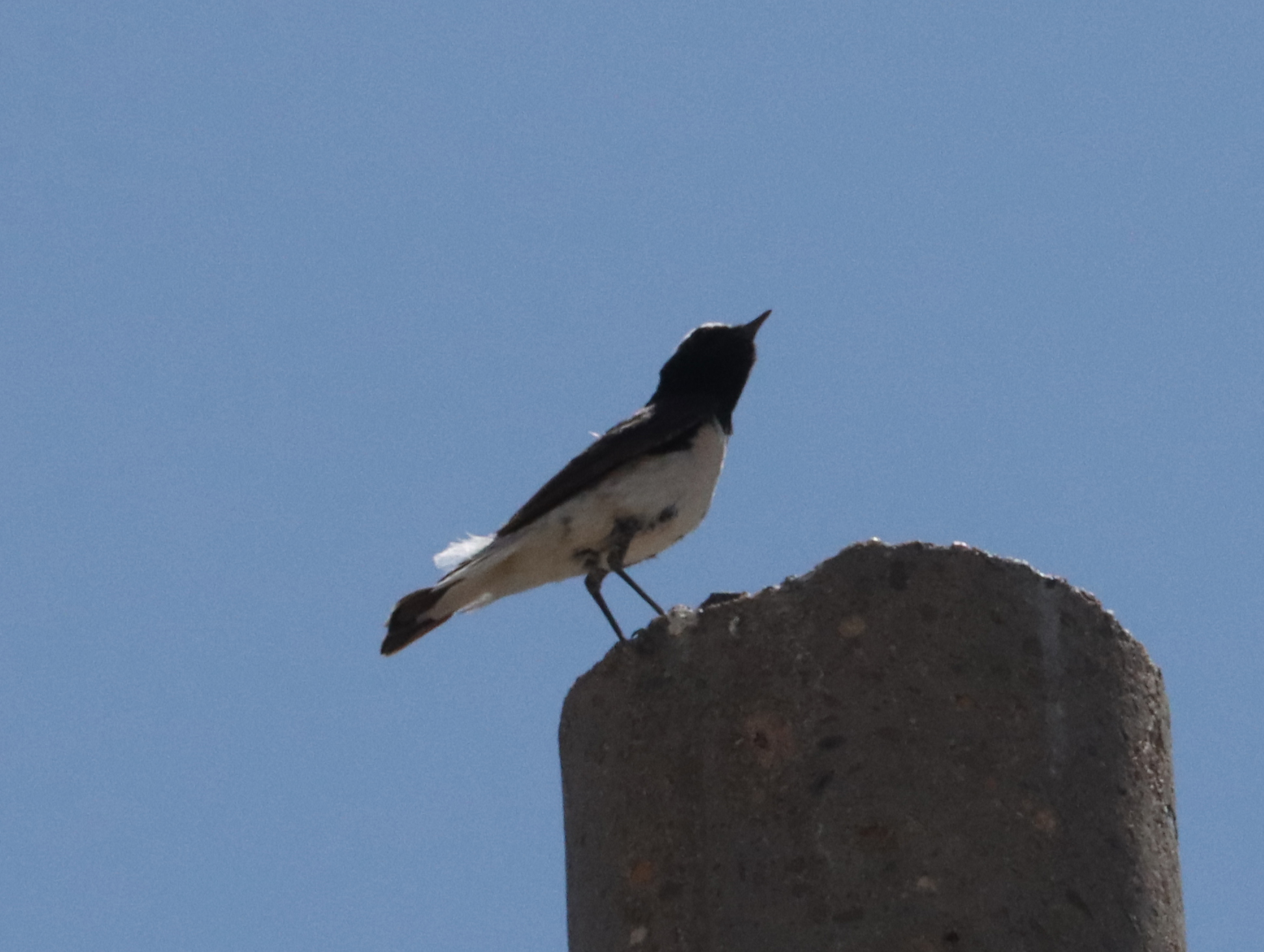 Pied Wheatear