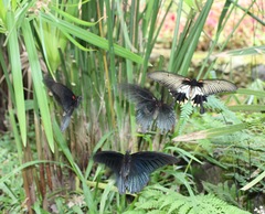 Papilio memnon