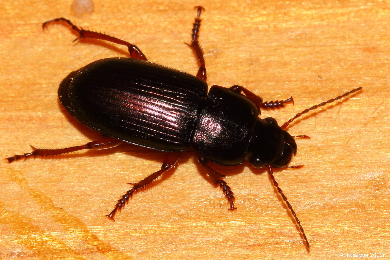 Жужелица Harpalus distinguendus