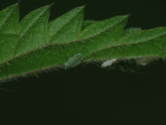 Microlophium carnosum